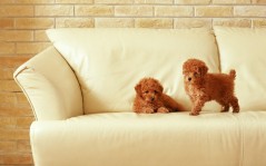 Два щеночка на диван.. / 1920x1200