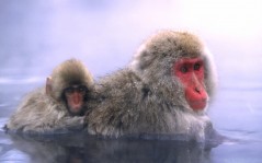 Две обезьянки / 1600x1200