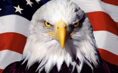 Eagle on flag / 1680x1050