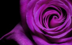 Фиолетовая роза / 1920x1200