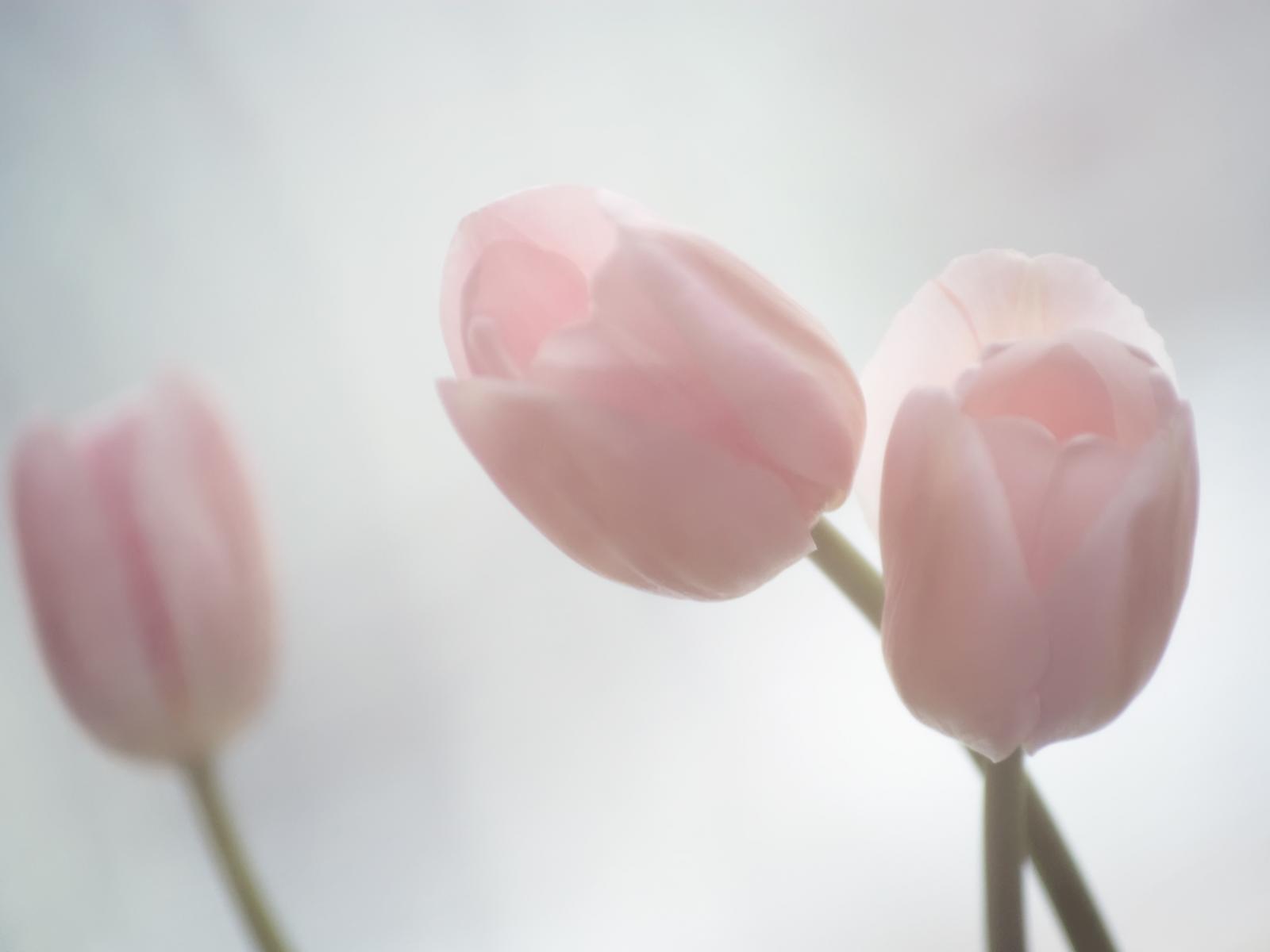 Обои Фото - розовые тюльпаны 1600x1200
