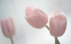 Фото - розовые тюльпаны / 1600x1200