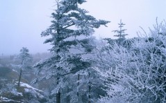 Frost on pines / 1680x1050