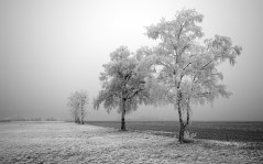 Frozen field / 1680x1050