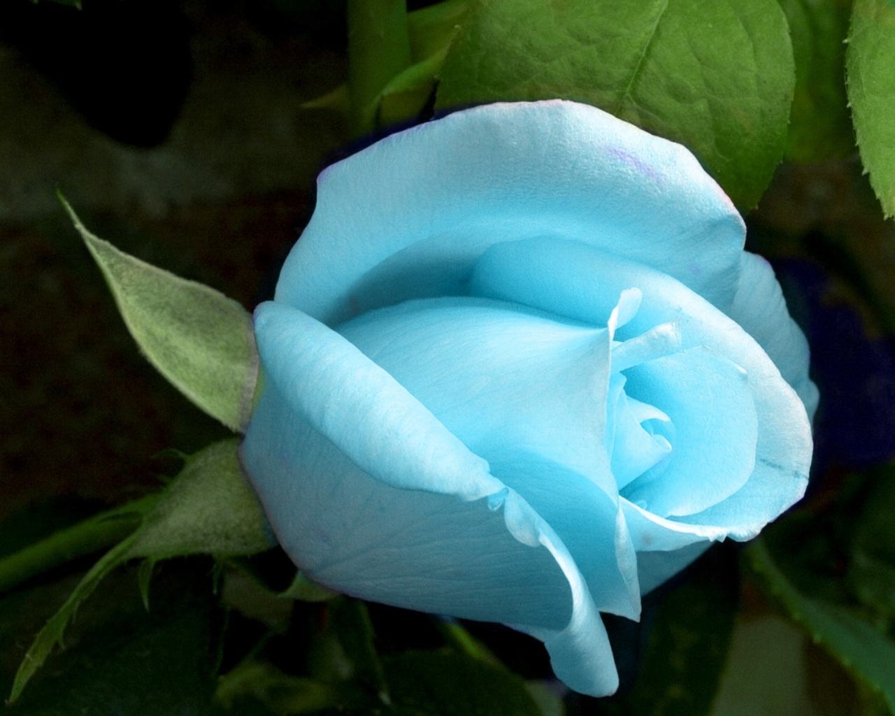 Обои Голубой светящийся цветок 1280x1024
