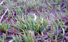 Grass / 1280x960