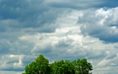 Густые облака над одинокими деревьями - скачать / 1600x1200