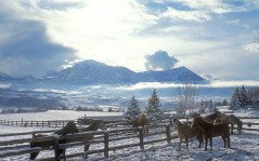 Horses in winter / 1680x1050