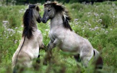 Islandic Horses / 1440x900