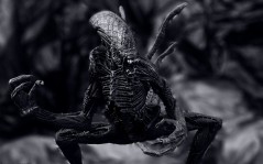    Alien VS Predator,    / 1440x900