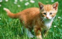Kitten in the grass / 1680x1050