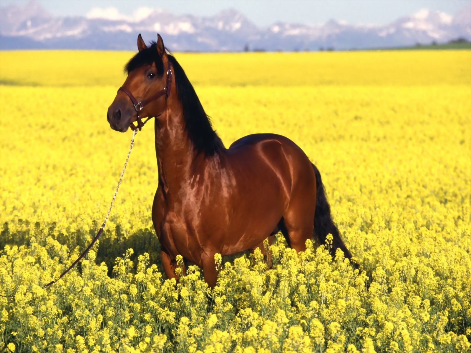Обои Конь на поле с цветами 1600x1200