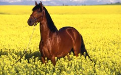 Конь на поле с цветами / 1600x1200