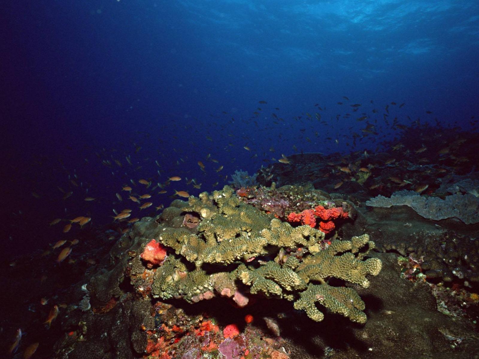 Обои Коралловые рифы 1600x1200