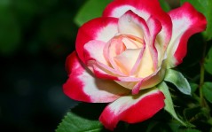 Королева цветов-роза / 1600x1200