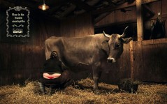 Корова молоко доярка / 1280x800