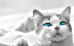 Кошечка с голубыми глазами / 1280x1024