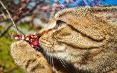 Кошка нюхающая цветок / 1680x1050