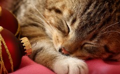 Котенок спит, с котятами и кошками / 1600x1200