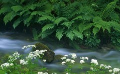 Krajcarica Creek, Triglav National Park, Slovenia / 1600x1200