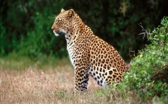Красивый дикий леопард / 1600x1200