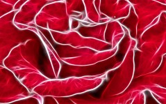 Krasnaja roza / 1680x1050
