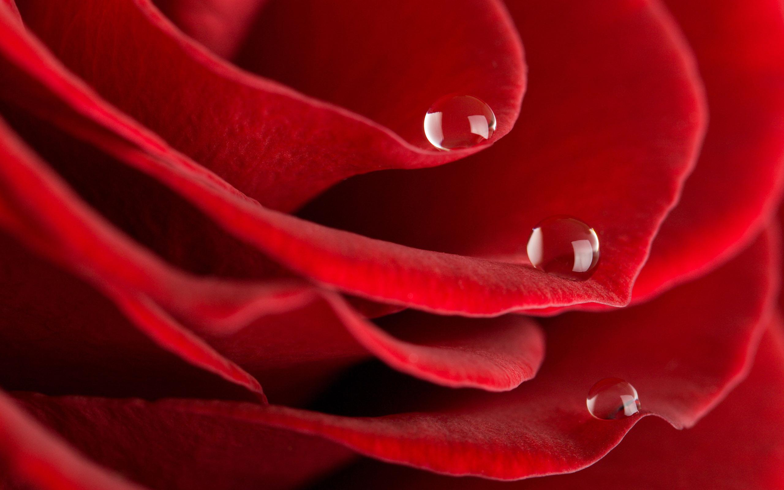 Обои Красная роза с капельками росы 2560x1600