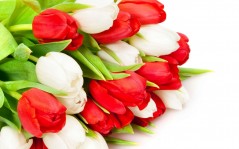 Красные и белые тюльпаны / 1920x1200