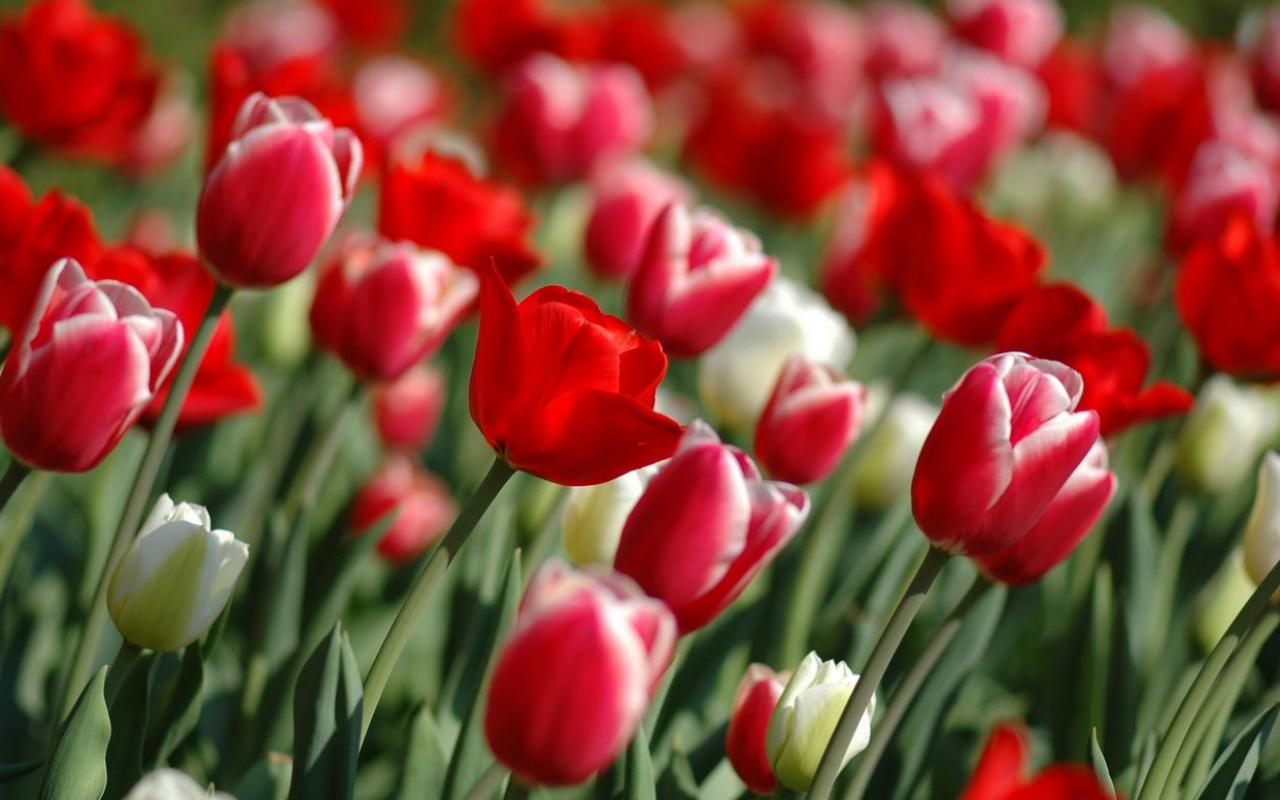 Обои Красные тюльпаны - 1280x800