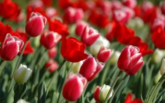 Красные тюльпаны - / 1280x800