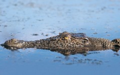 Крокодил Гена / 1440x900