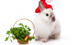 Кролик и морковка / 1600x1200