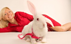 Кролик с ошейником / 1680x1050