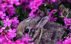 Кролик в цветах / 1600x1200