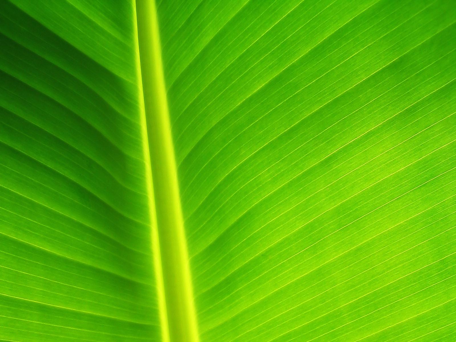     ,      ,  1600x1200
