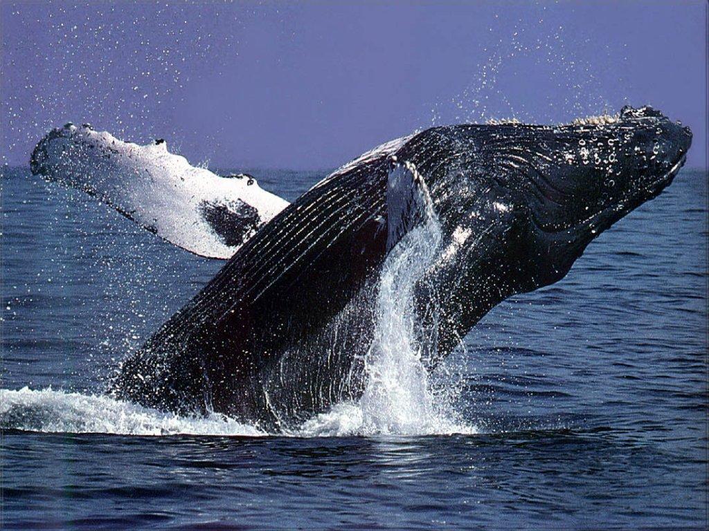 Обои Крупный кит 1024x768