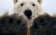 Лапы белого медведя / 1600x1200