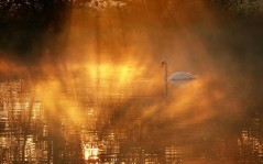 Лебедь в золотистом озере / 1600x1200