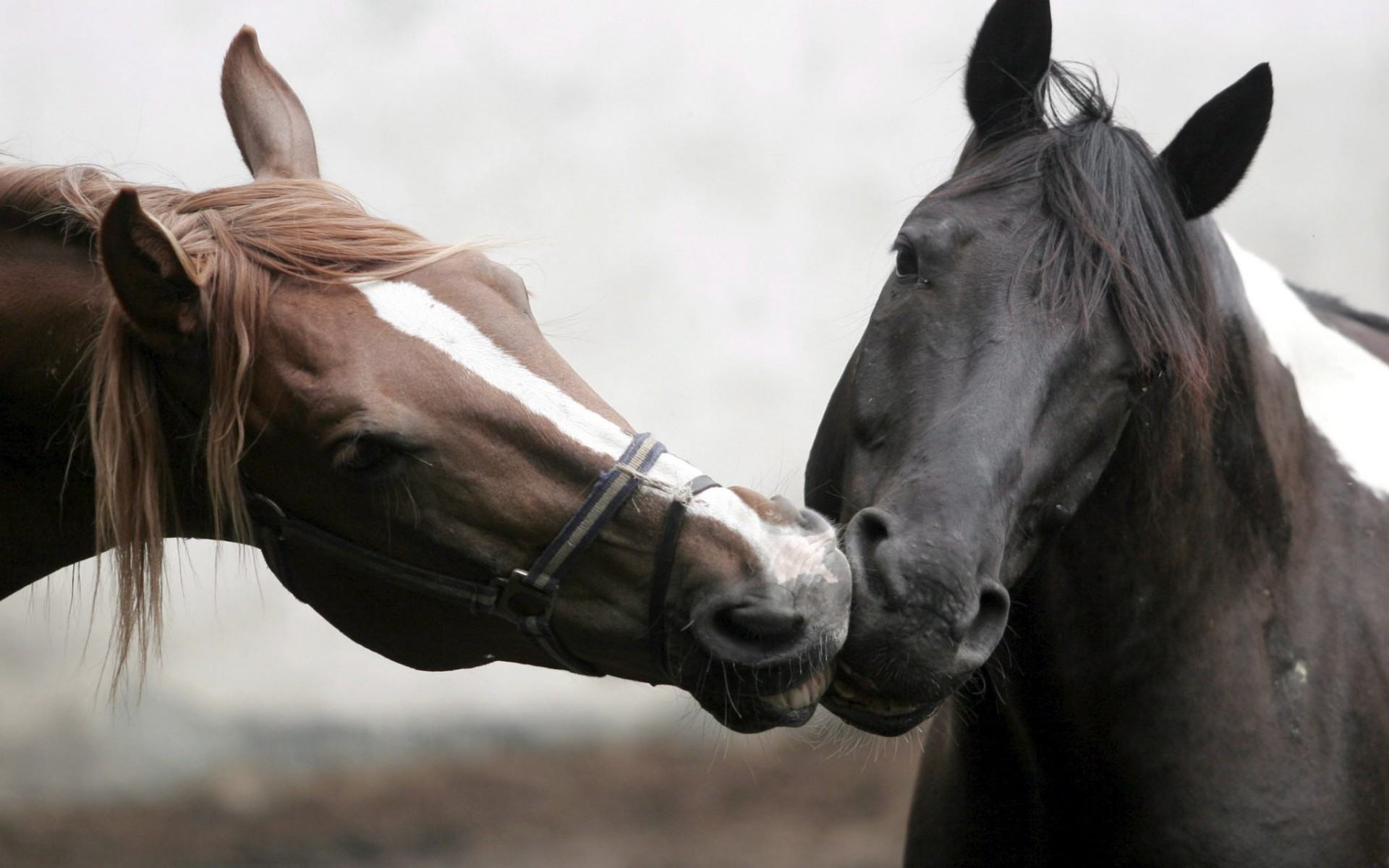 Обои Лошадиный поцелуй, с 2 Лошадьми 1920x1200
