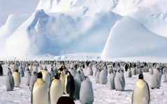 Lots of penguins / 1680x1050