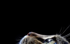Макро-фото кошачьего глаза, глаз кота макро-фото / 1280x1024