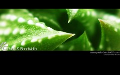 Макро-фото листьев суккулента, красивые фото / 1680x1050