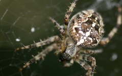 Макро-фото паука. на рабочий стол с пауком / 1600x1200