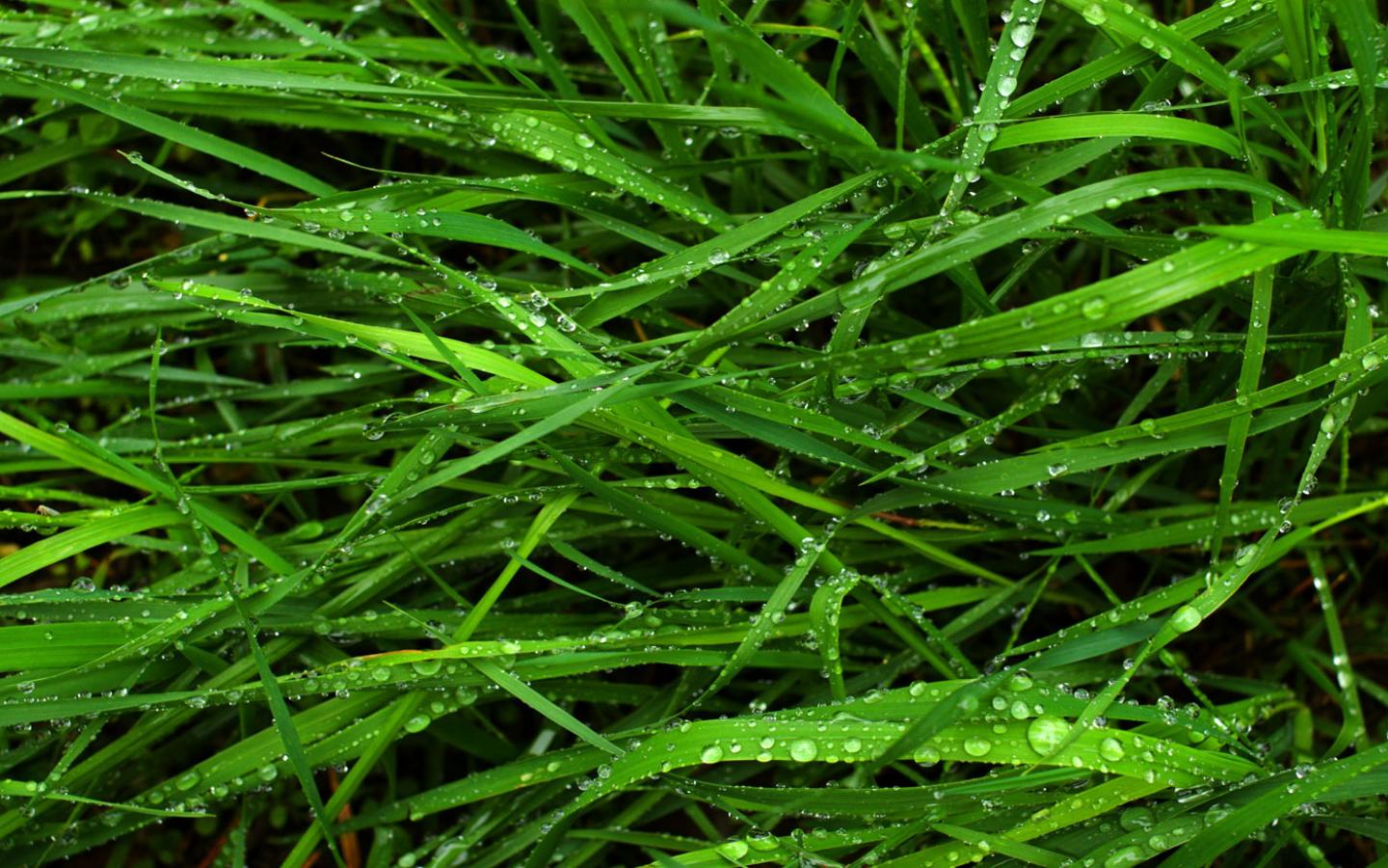 Обои Макро-фото травы и росы, скачать зеленые 1440x900