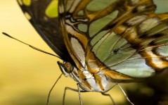 Макро-фото желто-коричневой бабочка, на рабочий стол / 1440x900
