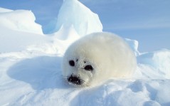 Маленький, беззащитный белый тюлень / 1920x1440