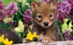 Маленький щенок в цветах на бревне / 1600x1200