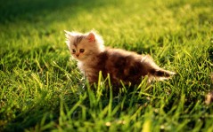 Маленький серый котенок на траве / 1920x1200