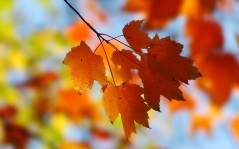 Maple leaves / 1680x1050