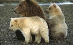 Медвежья семья, медведица и два медвежонка / 1600x1200